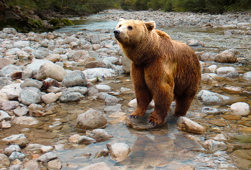 Brown Bear Standing in Rocky River Stream
