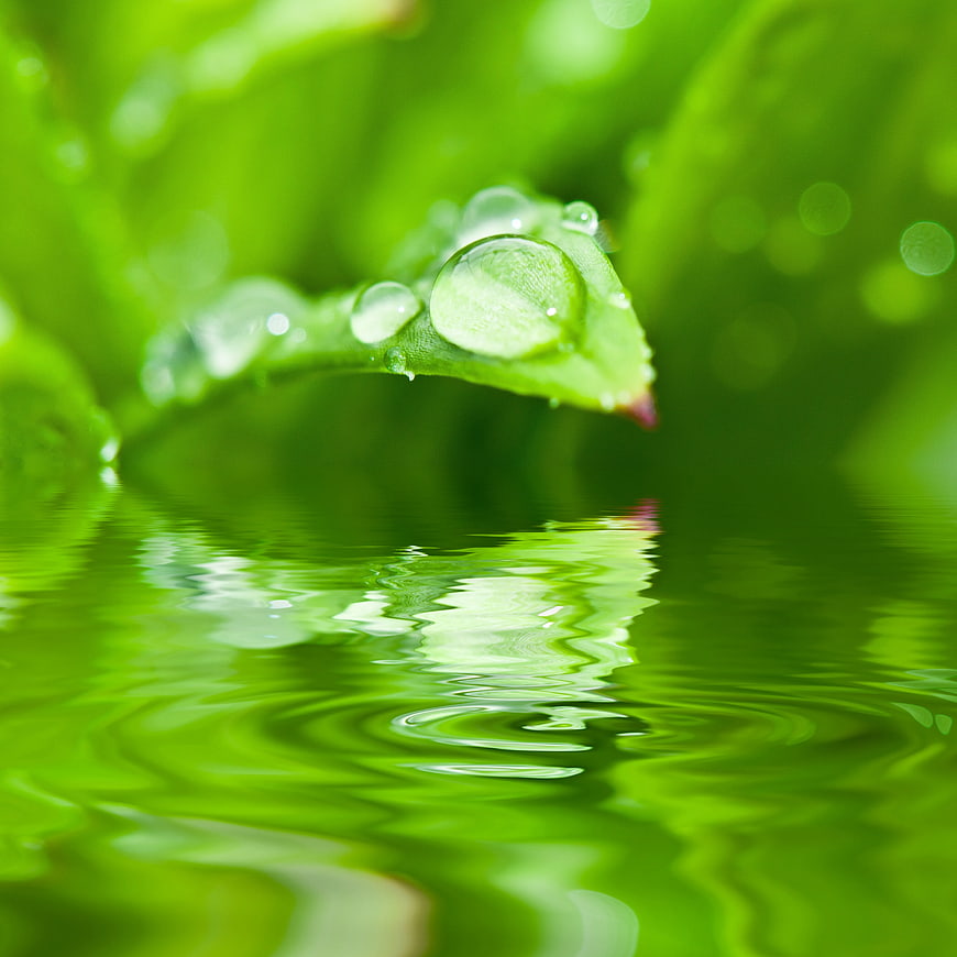 Macro shot of water droplets on green leaf with reflection