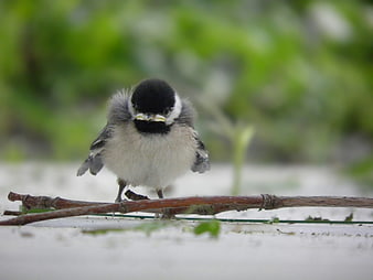 Cute Black-capped Chickadee Chick Perched on Branch