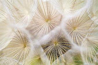 Macro Photography of Dandelion Seeds with Soft Focus