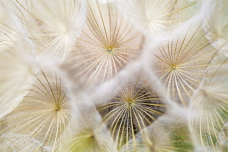 Macro Photography of Dandelion Seeds with Soft Focus