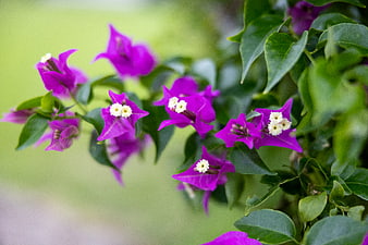Vibrant Purple Bougainvillea Flowers with Green Leaves