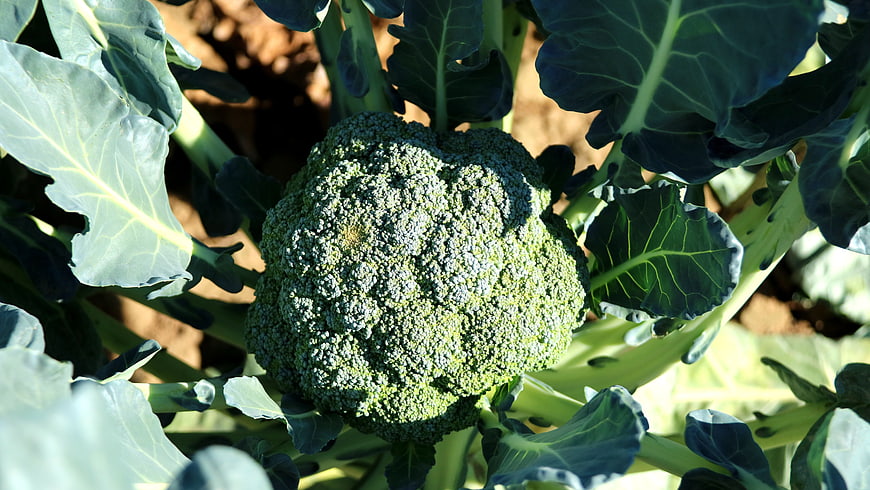 Fresh Broccoli Head Growing In Garden