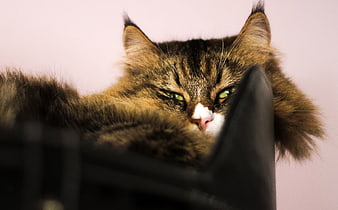 Fluffy Tabby Cat Peeking Over Black Object
