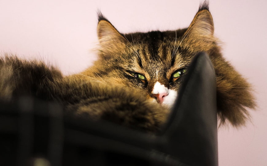 Fluffy Tabby Cat Peeking Over Black Object