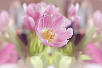 Close-up of pink tulip with yellow stamen and blurred background