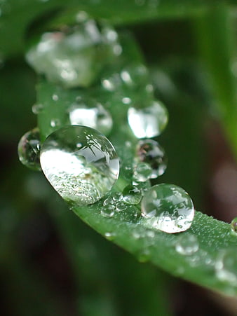 Macro photography of dew drops on a green leaf