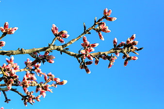 Pink almond tree buds on branches against blue sky