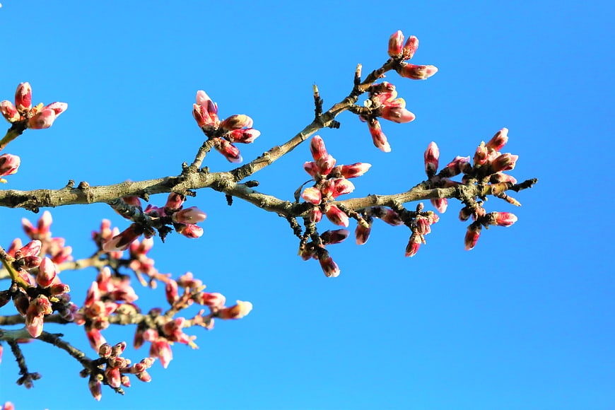 Pink almond tree buds on branches against blue sky