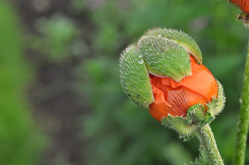 Close-up of an orange poppy bud with green sepals and water droplets