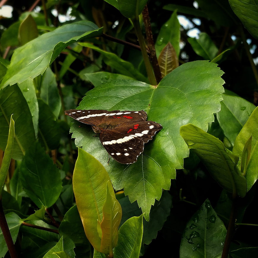 Brown butterfly with white and red markings on green leaf