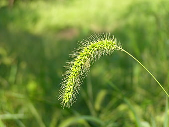 Close-up of green foxtail grass against blurred background