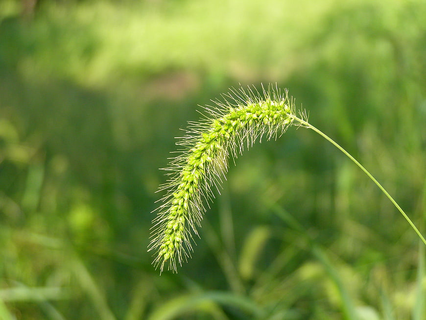 Close-up of green foxtail grass against blurred background