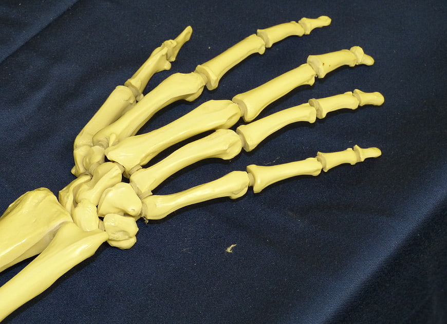 Anatomical model of human hand skeleton on blue background