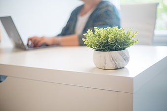 Small potted plant on white desk with blurred office worker