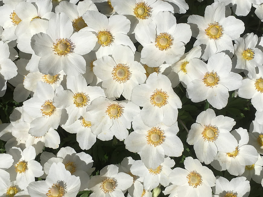 Close-up of white anemone flowers with yellow centers