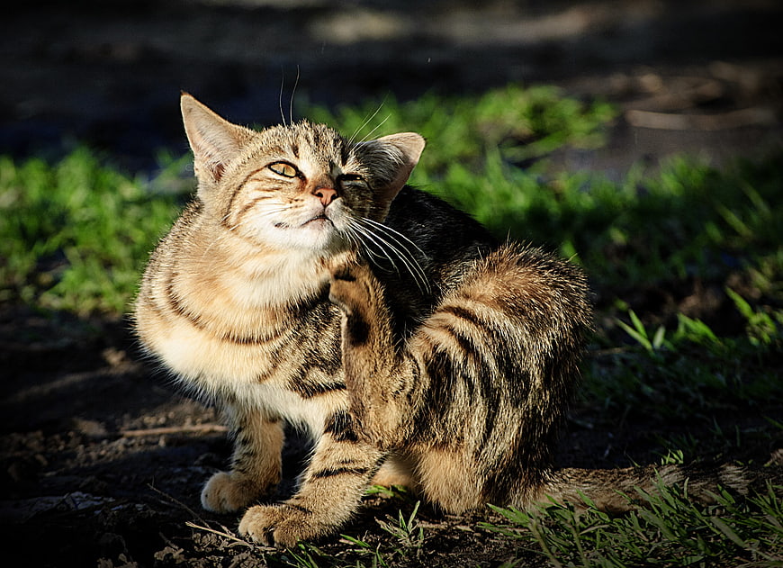 Tabby cat grooming itself in sunlight on grass
