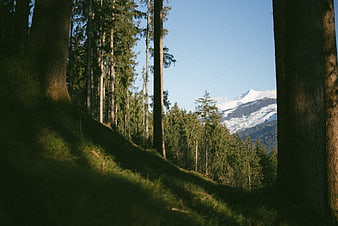 Snowy Mountain Peak View Through Forest Trees
