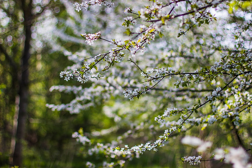 White spring blossoms on tree branches with green bokeh background