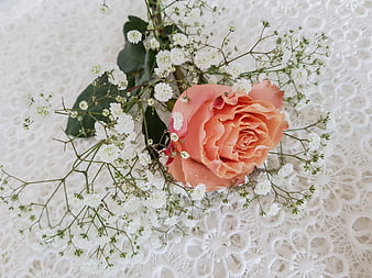 Peach Rose and White Gypsophila on Lace Tablecloth