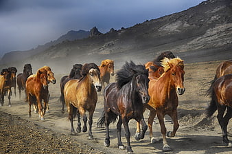 Herd of wild horses galloping on dusty road