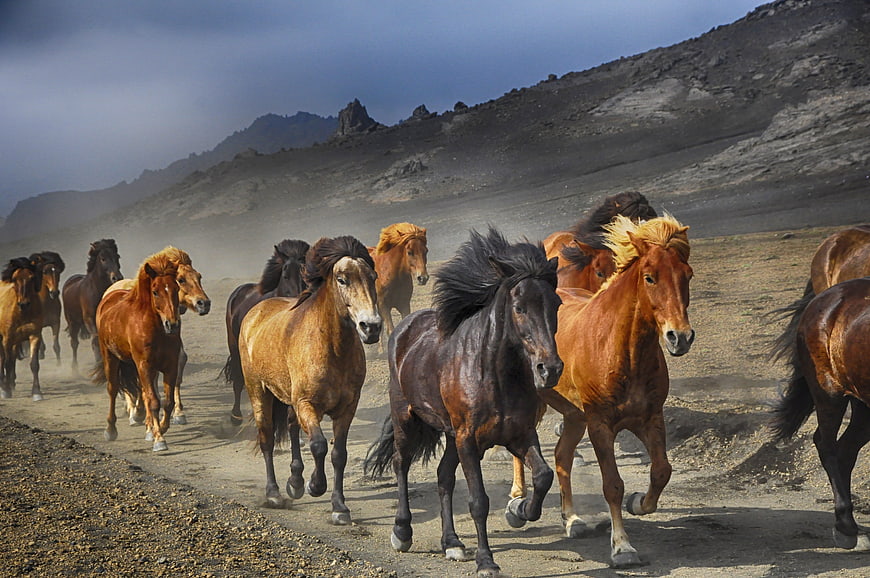 Herd of wild horses galloping on dusty road