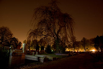 Spooky Night Cemetery with Large Willow Tree and Tombstones