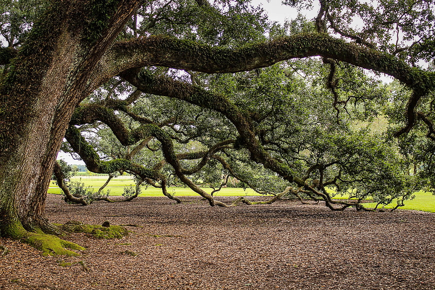 Ancient mossy oak tree with sprawling branches in a park
