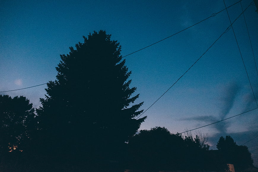 Silhouette of tall pine tree against blue twilight sky with power lines