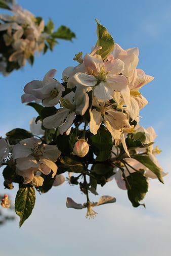 White Apple Blossoms Against Blue Sky in Spring