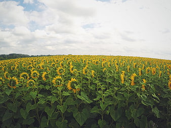 Vast Sunflower Field Under Cloudy Sky
