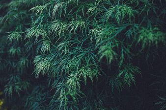 Close-up of dark green fern-like leaves with moody lighting