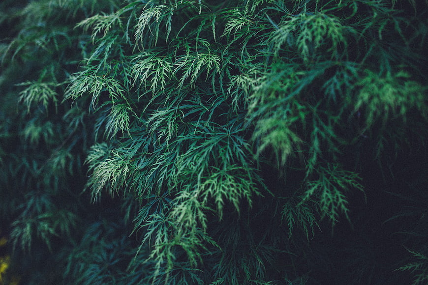 Close-up of dark green fern-like leaves with moody lighting