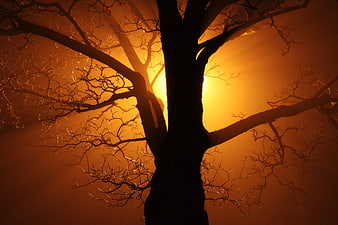 Silhouette of bare tree branches against golden foggy sunset