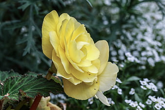 Close-up of a vibrant yellow begonia flower in a garden