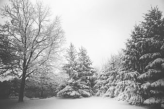 Black and white winter forest with snow-covered trees