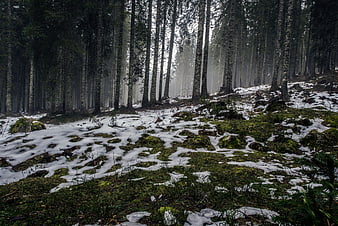 Misty forest landscape with snow patches and tall pine trees