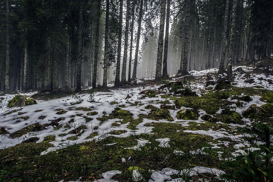 Misty forest landscape with snow patches and tall pine trees