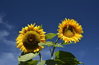Two vibrant sunflowers against a deep blue sky