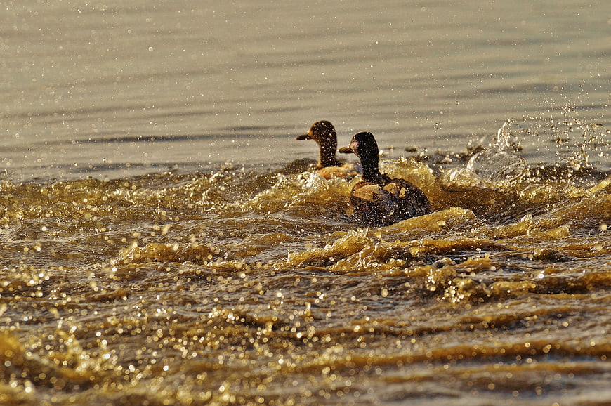 Two ducks swimming in golden sunlight on a lake