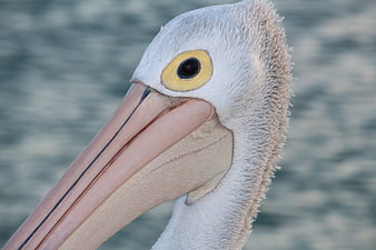 Close-up portrait of a white pelican head and beak