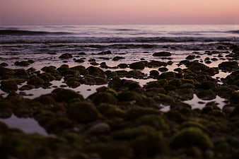 Mossy Rocks on Beach at Sunset with Pink Sky