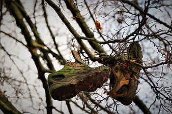 Muddy green hiking boots hanging in bare tree branches