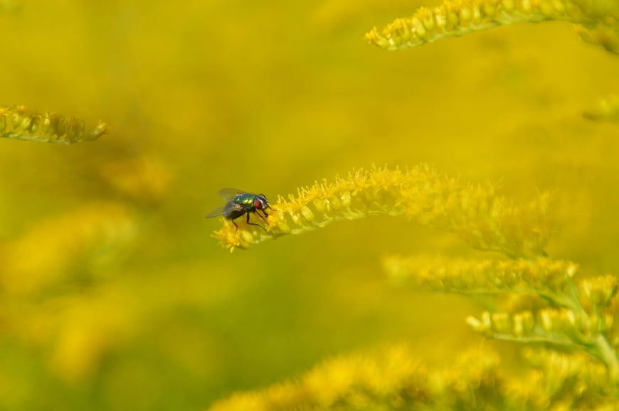 Green Bottle Fly on Yellow Goldenrod Flower Close Up