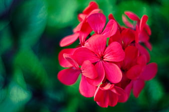 Vibrant Red Geranium Flowers Against Green Background