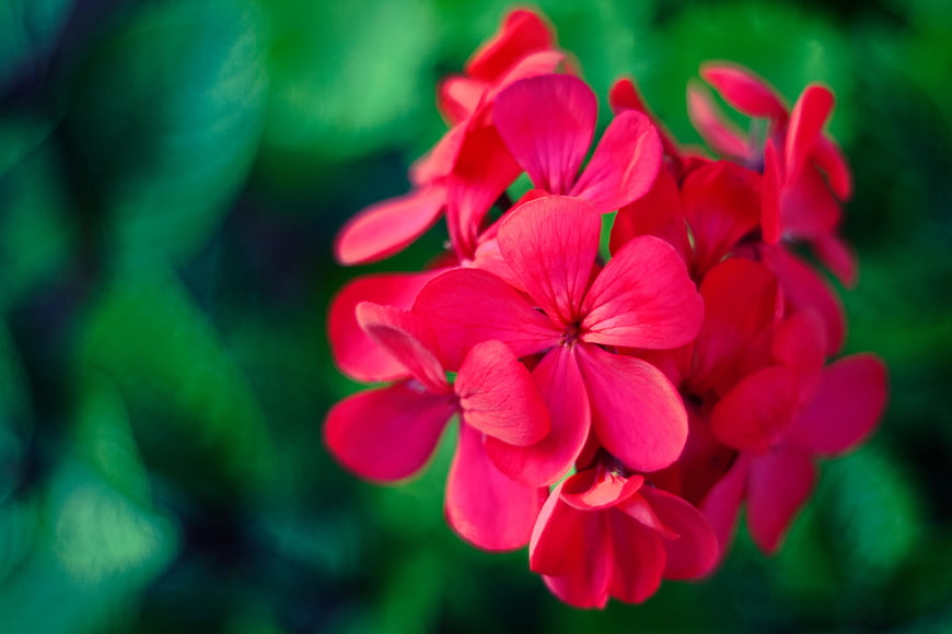 Vibrant Red Geranium Flowers Against Green Background