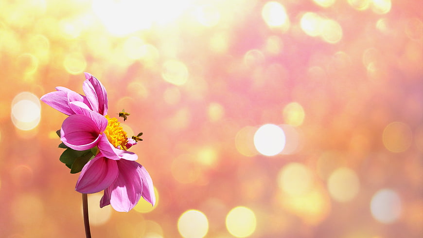 Pink Dahlia Flower with Bees on Golden Bokeh Background