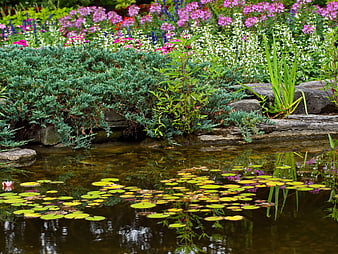 Serene Garden Pond with Water Lilies and Colorful Flowers