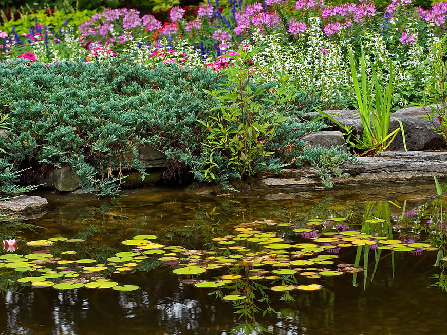 Serene Garden Pond with Water Lilies and Colorful Flowers