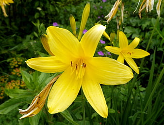 Close-up of vibrant yellow daylily flower in garden